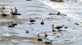 [포토뉴스]이제 떠날 때가 됐는대