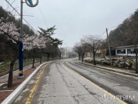 태백, 절골 도로변 가로수 교체·인도 개선