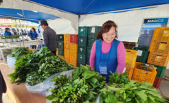 잿놀이 밥상·향긋한 산나물 맛보기 … 홍천 봄축제 다채