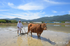 [포토뉴스]강릉 학산오독떼기 모내기 체험 행사