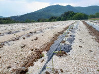 “30분가량 우박 폭탄에 1년 농사 폭망”
