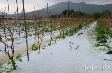 “30분가량 우박 폭탄에 1년 농사 폭망”