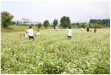 국립종자원 동부지원, 메밀 경관·체험지 ‘메밀팝콘 종자원’ 운영