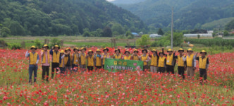 홍천 길곡리 어르신들이 손수 가꾼 양귀비 꽃밭