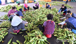 홍천이 찰옥수수 1번지인 이유 3가지는?