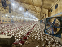 강원 ‘극한 폭염’ 육계·양돈농가 비명…하루만에 닭 3만5,000마리 폐사