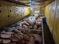 강원지역 폭염특보 발효에 양계·양돈·축산 농가 긴장…대책마련 시급