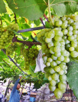 [포토뉴스]내 고장 8월은 청포도를 수확하는 계절