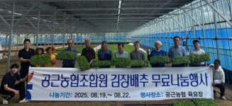 (사진뉴스)횡성 공근농협 김장배추 모종 무료나눔