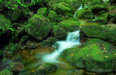[포토뉴스]신비로운 초록 이끼와 계곡 물의 향연