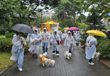 비 속에 더 깊어진 교감, 마실중DOG 성황