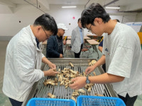 인제서 올해 국내 첫 송이공판 … 1등급 ㎏당 약 100만원