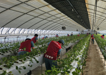 [포토뉴스]강원북부교도소 보라미 봉사단, 농촌일손돕기 봉사활동