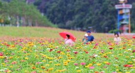 [팔도 핫 플레이스]1억 송이 백일홍 세상…산소카페 청송정원