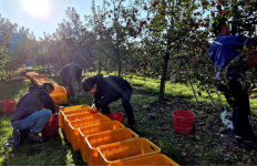 [포토뉴스]정선 신동읍 행정복지센터, 일손 돕기 봉사