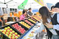 정선군·사과축제위원회, 8·9일 임계면 사통팔달시장 일원에서 ‘정선사과축제’ 개최