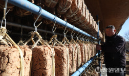 [포토뉴스]전통메주가 익어가는 대관령