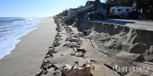 [포토뉴스]해안침식에 백사장 사라진 연곡해변