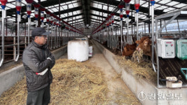 볏짚값 두 배 ‘급등’…강원 한우농가 경영난 커져