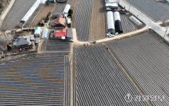 [포토뉴스]비닐 가격 상승에 농촌도 걱정