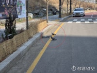도심 비둘기 왜 늘었나 했더니…남몰래 먹이 나눠준 기부자(?) 덕분