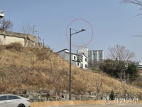 도심 비둘기 왜 늘었나 했더니…남몰래 먹이 나눠준 기부자(?) 덕분