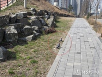 도심 비둘기 왜 늘었나 했더니…남몰래 먹이 나눠준 기부자(?) 덕분