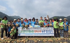 NH농협 화천군지부·화천농협·농가주부모임, 양파 수확 일손돕기 성료