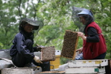아카시아꽃 만개…바빠진 양봉업자들
