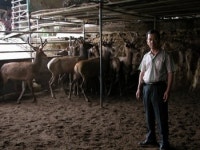 군위 석우사슴농장 무항생제 사육 인증받아