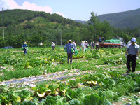 영천시수도사업소 배추·양파 영농지원 활동