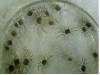 동남참게 자원 복원 위해 5만마리 방류