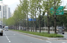 좁은 중앙분리대에 키 큰 나무 숨 막혀 죽겠어요