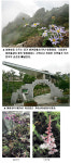 [상생의 땅 가야산] (14)야생화 보물창고