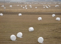 생볏짚 축산용 사료 인기