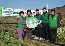 건천읍 새마을회, 휴경지 재배 사랑의 배추 전달