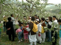 [포토] 사과꽃따기 체험 행사