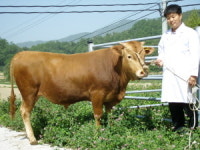 한우 1마리가 5억원…최고의 씨수소 탄생