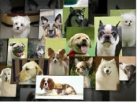 [환경스페셜] 당신의 개에 대한 몇 가지 이야기