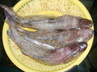 [푸드 & 헬스]대구(大口)