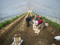 고령 개진 햇감자 첫 출하