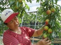 김천 자두, 7일 첫 출하