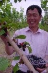 억대 부농 꿈…상주 오디의 재발견