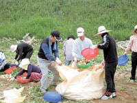 농협 대구지역본부 금융사업부, 감자 캐기 일손돕기