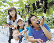 [내고장 이야기]“관광열차 타고 김천시내 구석구석 둘러보세요”