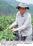 [고추]고추농사 40년 권명달씨