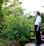 안동에 2m15㎝ 키다리 목화 희한하네