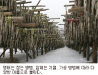 [궁금증을 풀어드립니다] 명태의 다른 이름은?