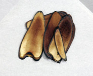 [재미있는 한방이야기] 녹용(鹿茸)