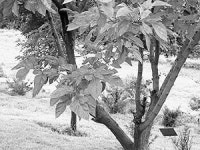 [재미있는 한방이야기] 뽕나무